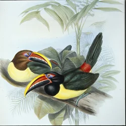 Araçari vert