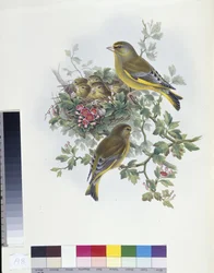 Verdier (Ligurinus chloris)