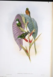 Colibri à queue grise (Oreopyra cinereicauda)