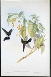 Puffleg hoary (Eriocnemis Lugens)