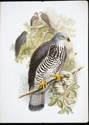 Bondrée apivore (Pernis Apiuorus)