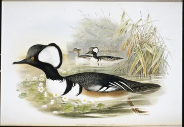 Harle couronné (Mergus Cucullatus)