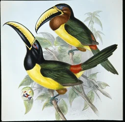 Aracari de Humboldt