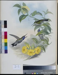Colibris (Delattria Clemenciae)