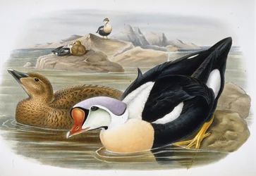 Canard roi (Somateria Spectabilis)