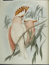 Cacatoès de Leadbeater (Cacatua Leadbeateri)