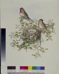 Sizerin flammé (Aegiothus Rufescens)
