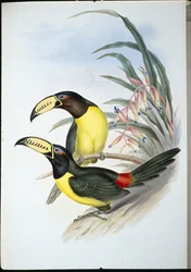 Araçari lettré (pteroglossus inscriptus)