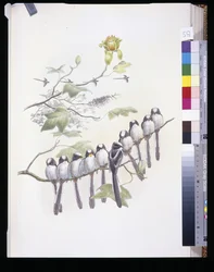 Mésange à longue queue (Mecistura Caudata)