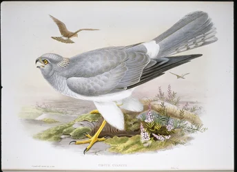 Busard des roseaux
