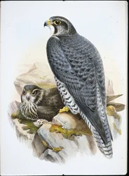 Faucon gerfaut norvégien