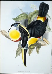 Toucan osculant