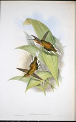 Ermite de Pretre (Phaethornis Pretrei)