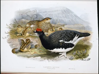 Lagopède (plumage d