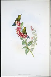 Métallure à queue pourprée (Metallura Williami)
