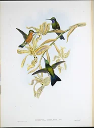 Colibri à gorge pourpre