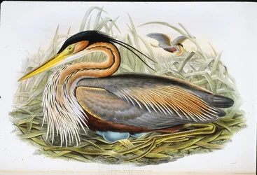 Héron pourpré (Ardea Purpurea)