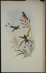 Colibri à queue en raquettes (Discura Longicauda)