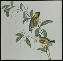 Pardalote à gorge rouge (pardalotus rubricatus)
