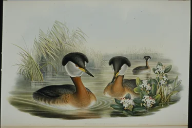 Grèbe jougris (Podiceps Rubricollis)