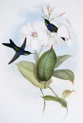 Panoplites refulgent (Thalurania Refulgens)