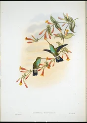 Émeraude riveraine (Agyrtria Fluviatilis)