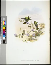 Coquette de Roraima