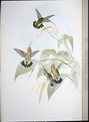 Ermite de Rucker (Glaucis Ruckeri)