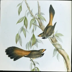 Rhipidure à front roux