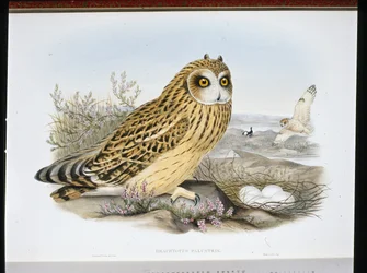 Hibou des marais (Brachyotus Palustris)