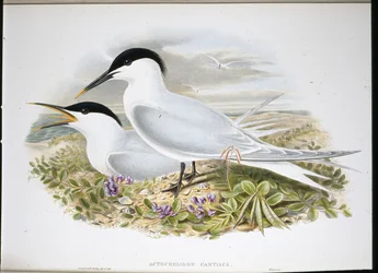 Sterne caugek (Actochel Cantiaca)