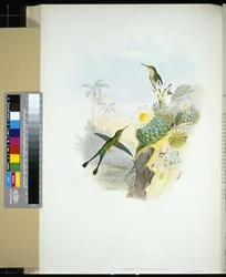 Colibri à raquettes à queue en ciseaux (Spathura Scissiura)
