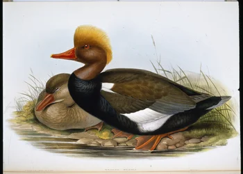 Souchet (Spatula Clypeata)