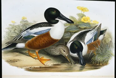 Canards souchets