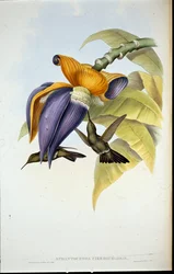 Colibri sombre (Aphantochroa cirrhochloris)