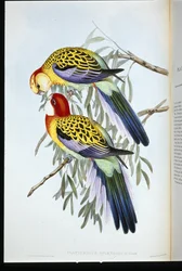 Perruche splendide (palatycercus Splendidus)