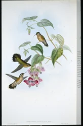 Adelomyia tachetée (Adelomyia Maculata)