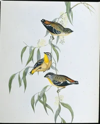 Pardalote tacheté