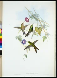 Colibri de Saint-Domingue