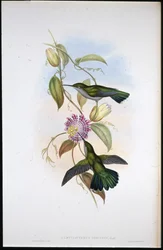 Mango de St. Thomas (Lampornis Virginalis)
