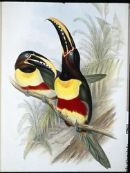 Toucan à poitrine blanche et soufre (Ramphastos Vitellinus)