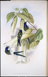 Colibri hirondelle (Eupetomena hirundinacea)