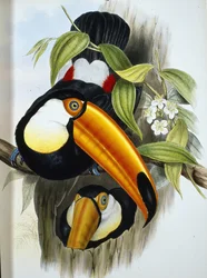 Toucan toco (Ramphastos Toco)