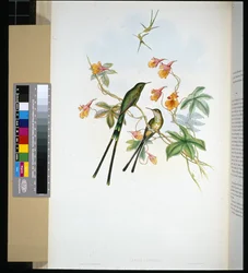 Porte-train (lesbia eucharis)