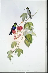 Panoplites de Tschudi