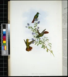 Queue de Tyrien (metallura Tyrianthina)