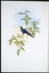 Nymphe des bois de Waterton (Thalurania Watertoni)