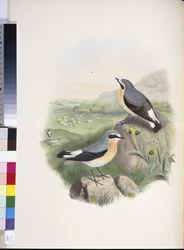 Traquet motteux (Oenanthe oenanthe)
