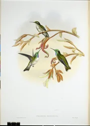 Colibri cacique à ventre blanc