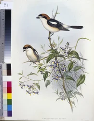 Pie-grièche écorcheur (Enneoctonus Rufus)
